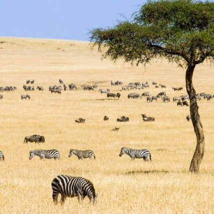 4 DAYS MASAI MARA AND LAKE NAKURU EXPERIENCE