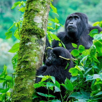 14-Day Uganda and Rwanda Adventure