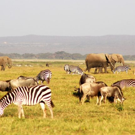 11-DAY KENYA TANZANIA SAFARI ADVENTURE
