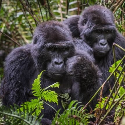 4 DAYS GORILLA TREKKING IN RWANDA