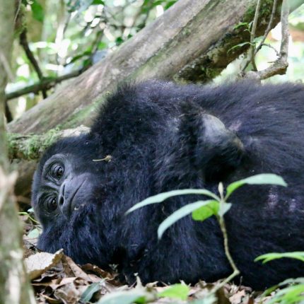 7 DAYS UGANDA-RWANDA PRIMATES SAFARI
