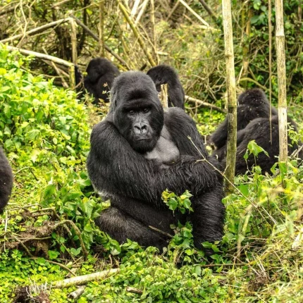 3-DAY RWANDA GORILLA SAFARIS