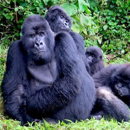 4 DAYS GORILLA TREKKING IN RWANDA