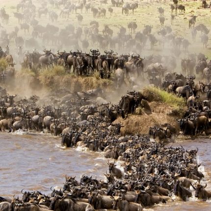 6-DAY GREAT MIGRATION SAFARI – CALVING SEASON