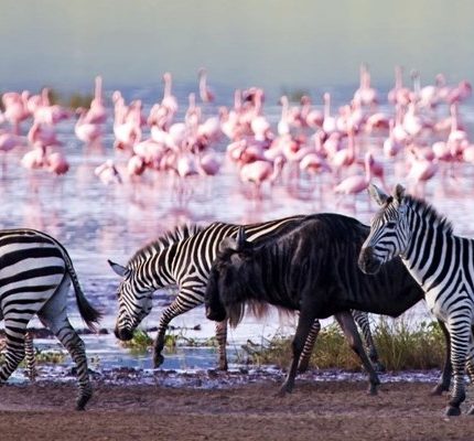 4 DAYS LAKE NAIVASHA, LAKE NAKURU AND MASAI MARA SAFARI