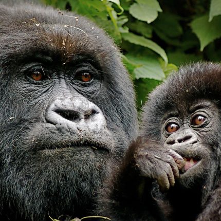 7 DAYS UGANDA-RWANDA PRIMATES SAFARIS