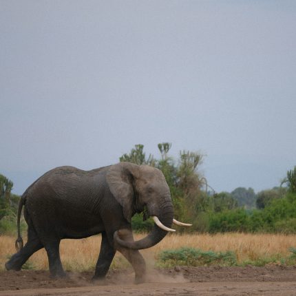 5-DAYS ULTIMATE RWANDA-UGANDA WILDLIFE ADVENTURE