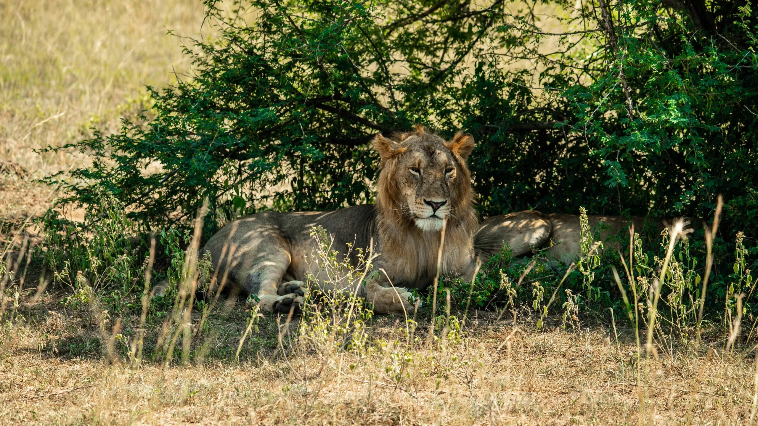 5 Days Lake Mburo and Queen Elizabeth Budget Safari