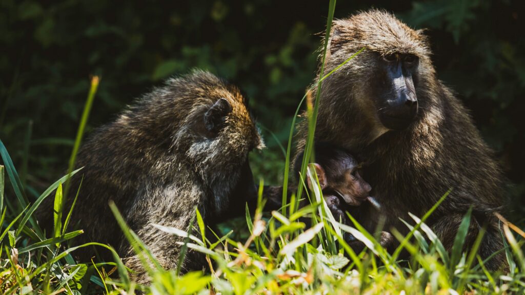 Mountain Gorillas