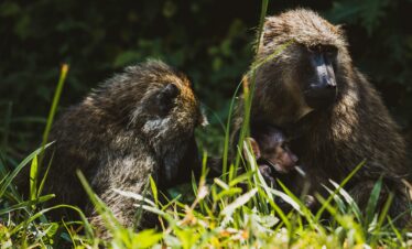 Mountain Gorillas