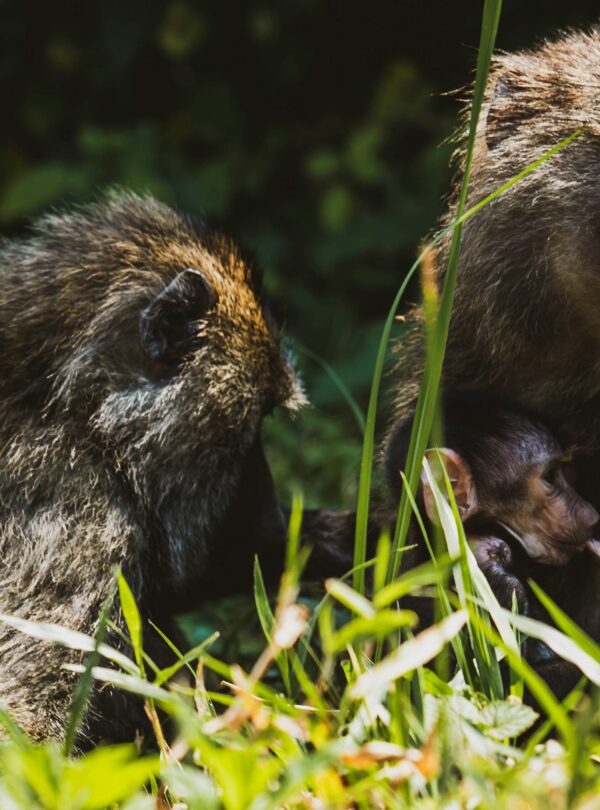 Mountain Gorillas
