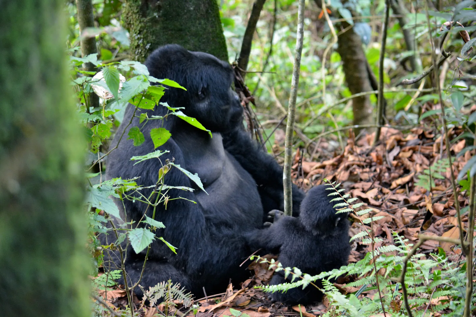 4-Day Luxury Gorilla And Chimps Safari