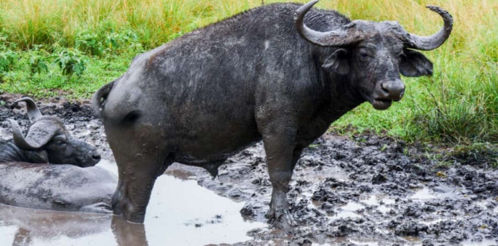 3-Day Murchison Falls National Park Safari