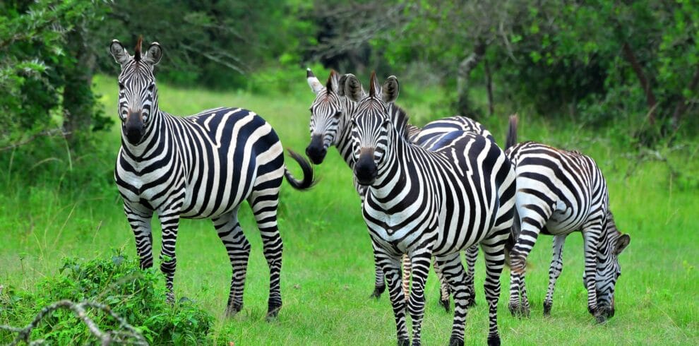 2 Days Tour To Lake Mburo National Park