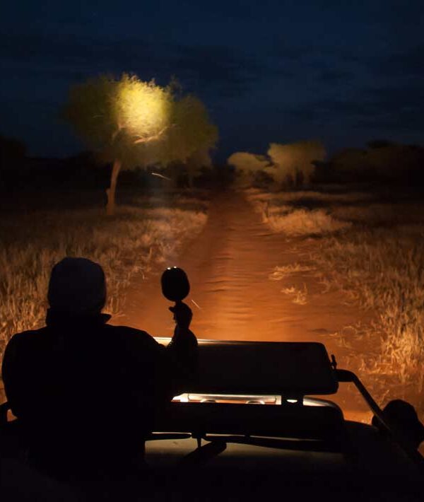Night-Game-Drives-in-Murchison-Falls-National-Park-afraeka-adventures