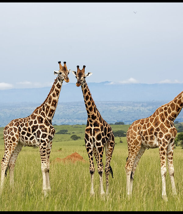 Ultimate-Uganda-safari-experience