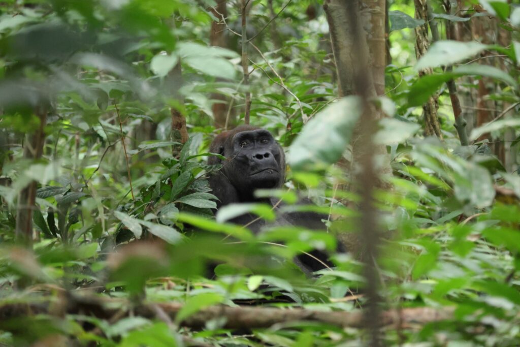 Mountain Gorillas