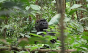Mountain Gorillas