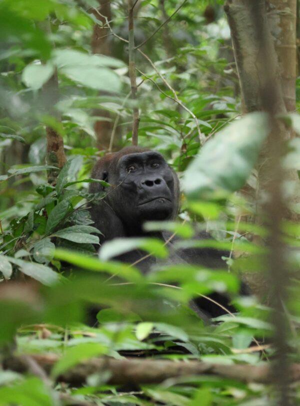Mountain Gorillas