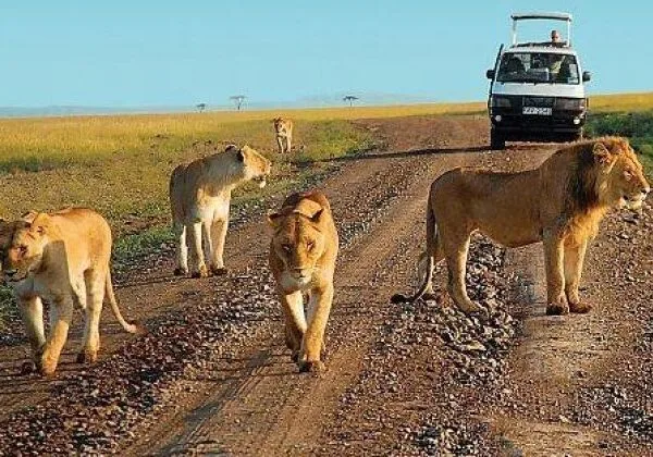 Uganda Safari Activities - Afraeka Adventures