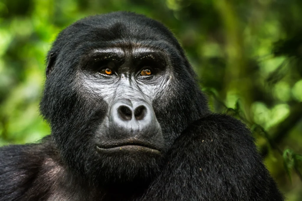 Mountain Gorillas