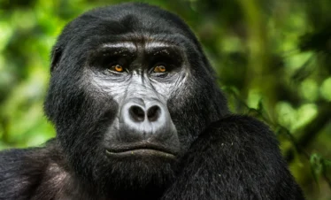 Mountain Gorillas