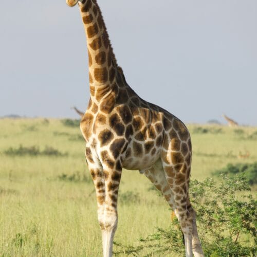 3 Days Murchison Falls safari