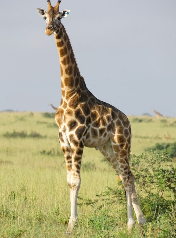 3 Days Murchison Falls safari