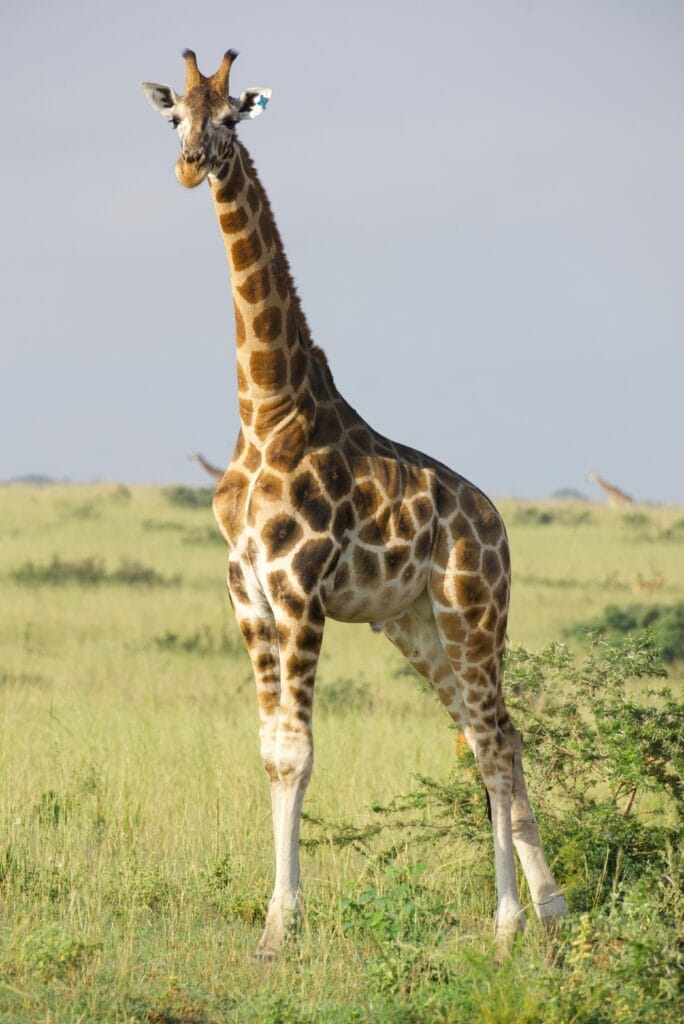3 Days Murchison Falls safari