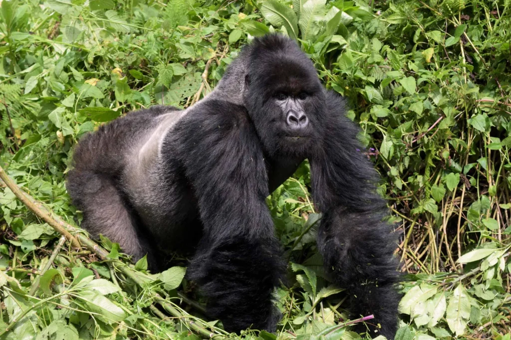 Mountain Gorillas