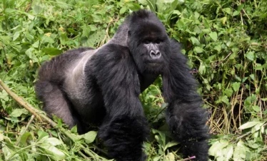 Mountain Gorillas