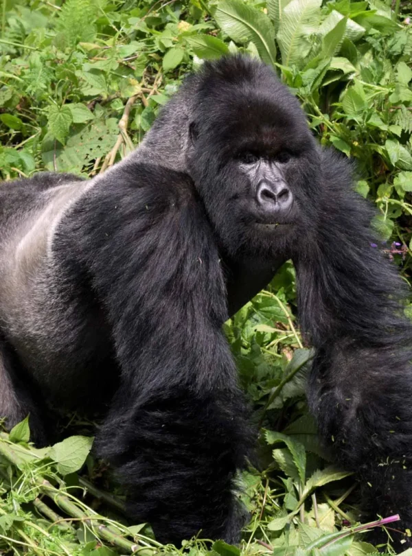 Mountain Gorillas