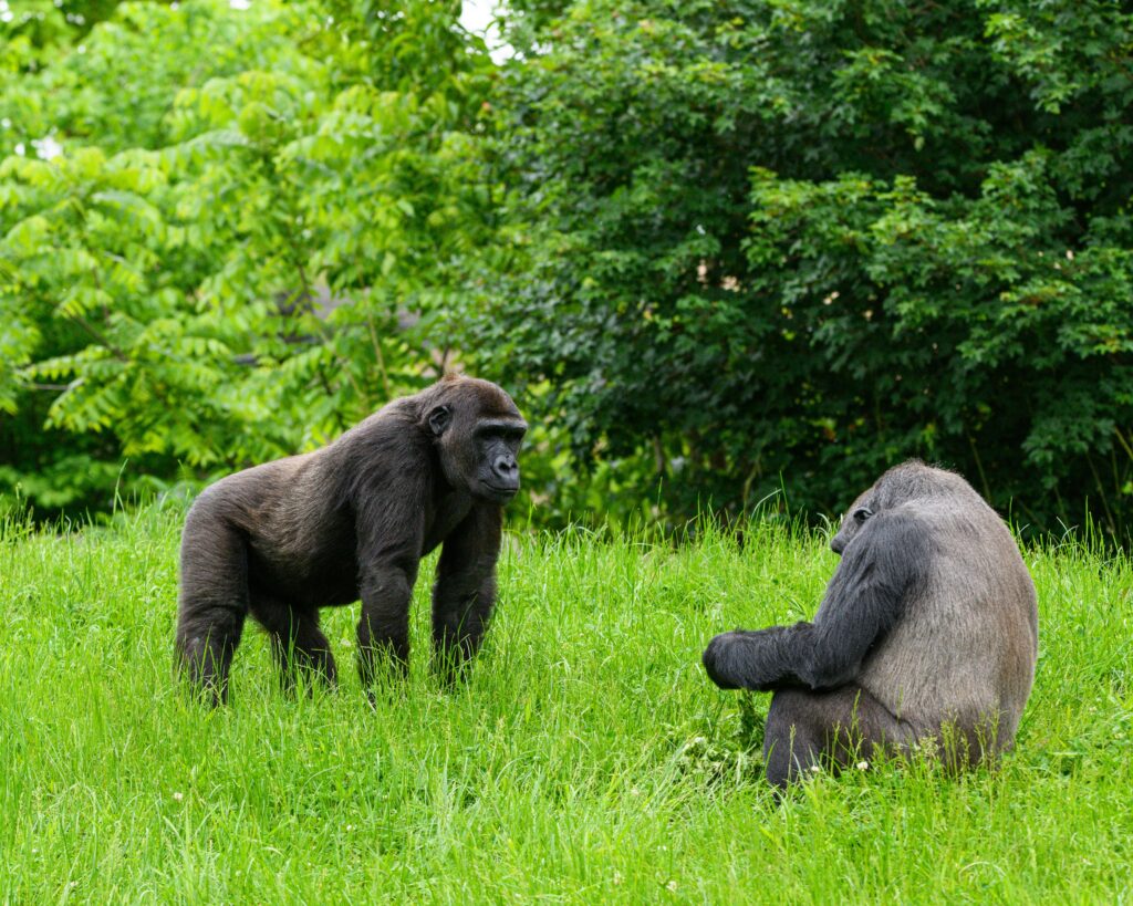 Mountain Gorillas