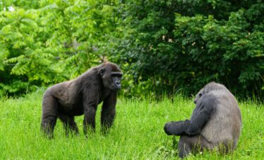 Mountain Gorillas