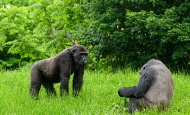 Mountain Gorillas