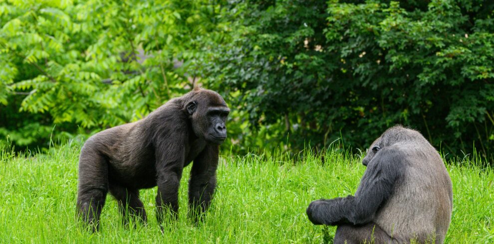 Mountain Gorillas