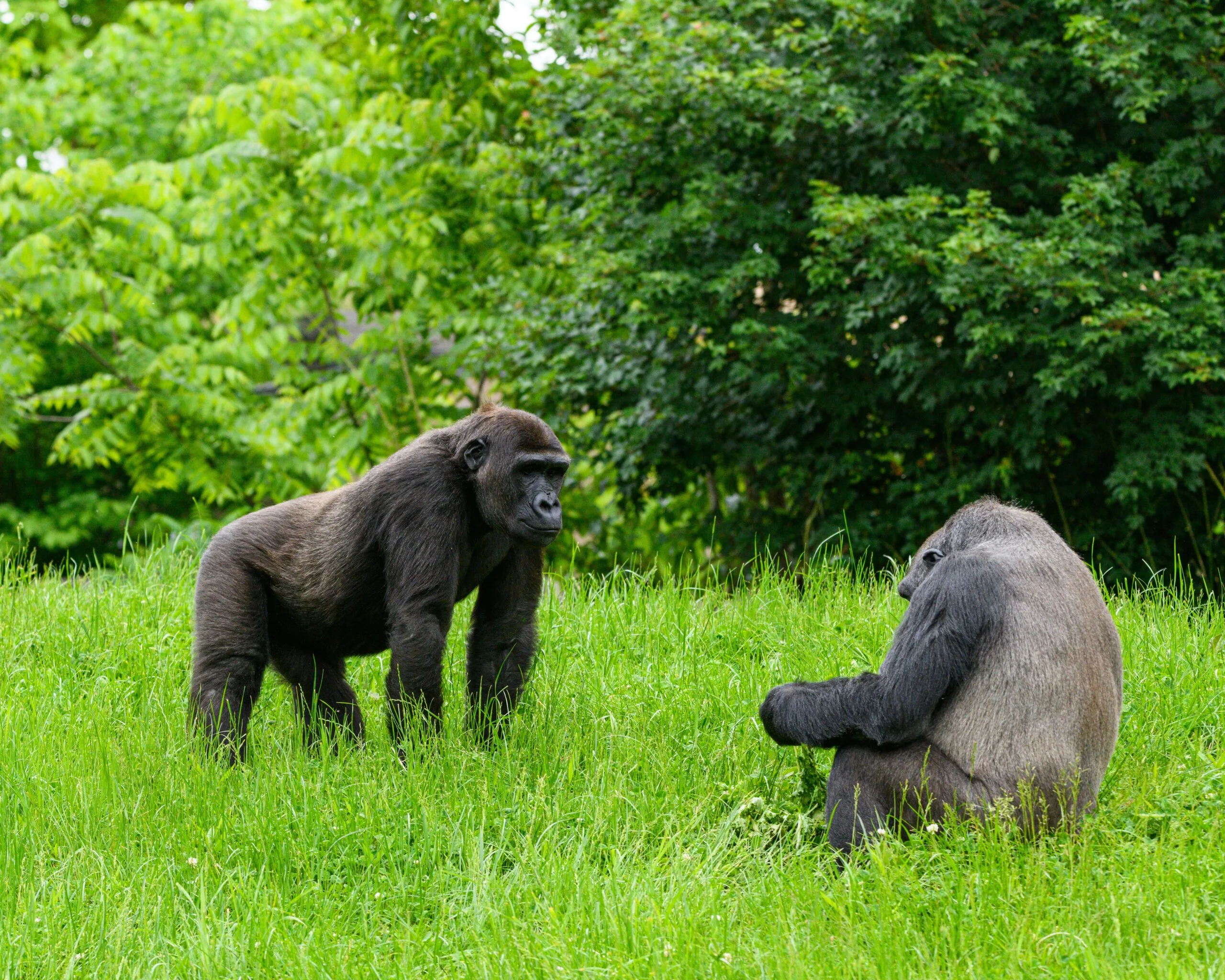 Mountain Gorillas