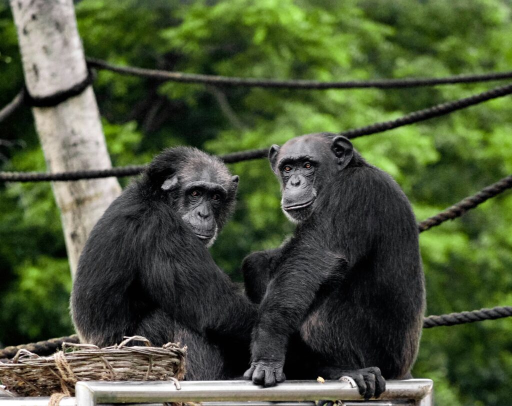 Chimpanzees in Uganda