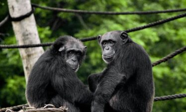 Chimpanzees in Uganda
