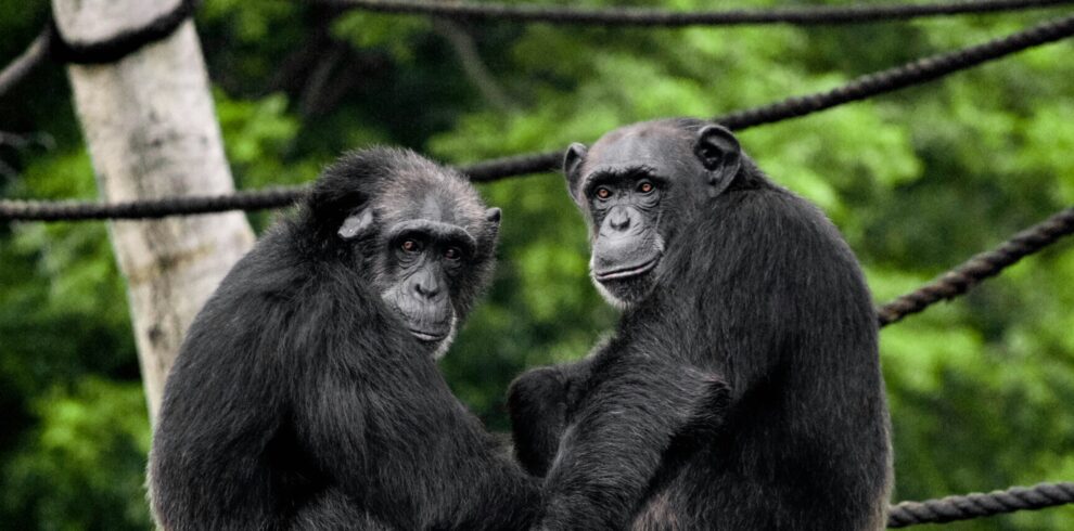 Chimpanzees in Uganda