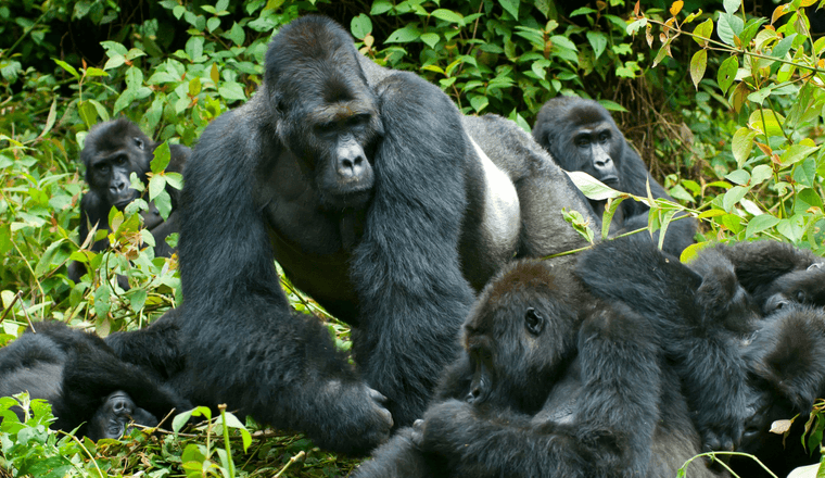 Uganda vs Rwanda Gorilla Trekking comparison