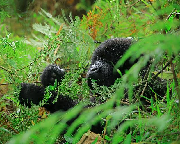 Gorilla Trekking in Uganda