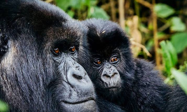 Gorilla Trekking in Rwanda