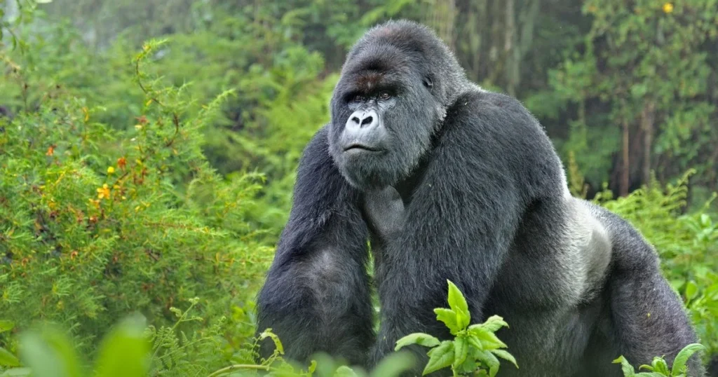 Authentic Uganda Safaris with Afraeka Adventures
