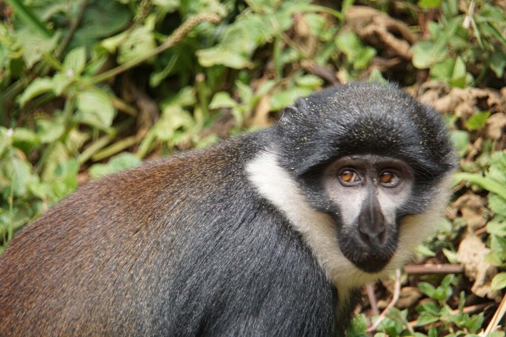 Primates