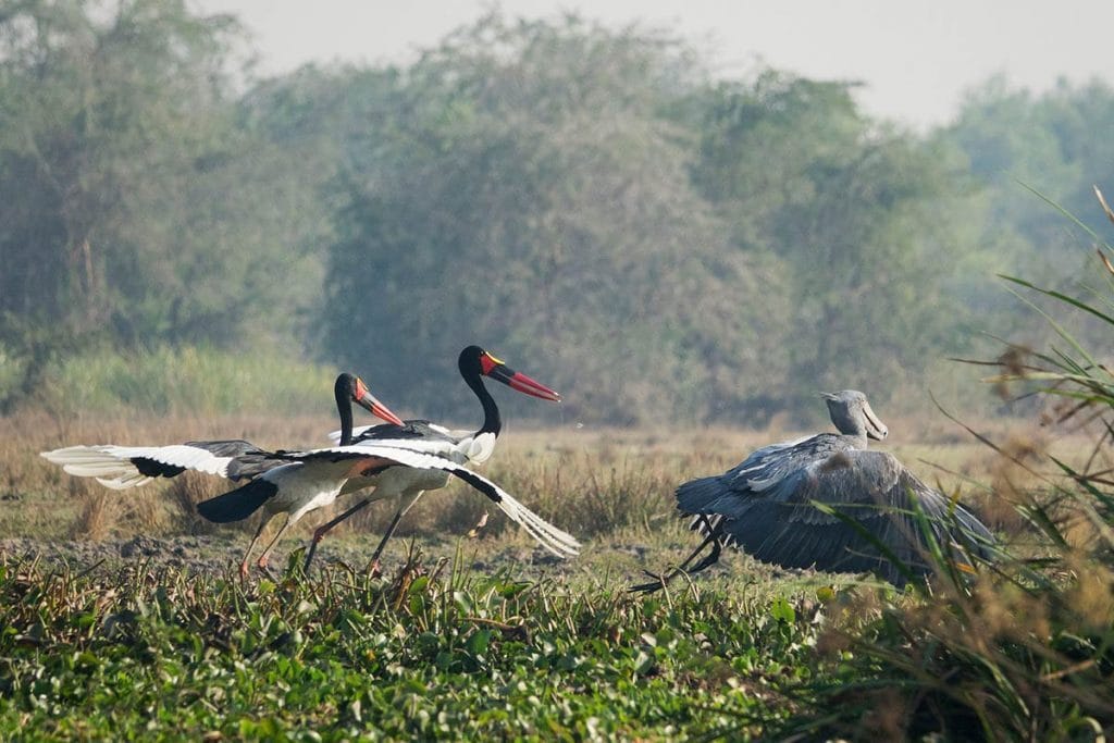 Murchison Falls top activities bird watching safari sightings shoebill stork Uganda