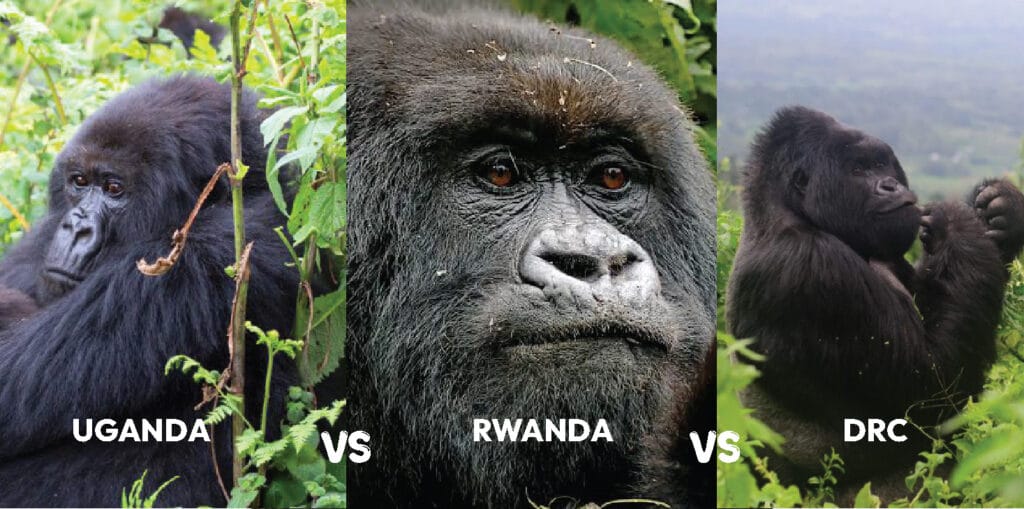 East Africa gorilla trekking