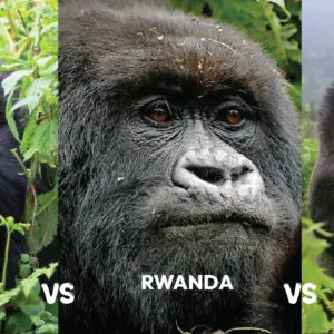 East Africa gorilla trekking safari experiences by Afraeka Adventures