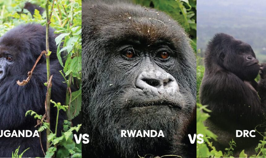 The Ultimate Guide to East Africa Gorilla Trekking: Uganda vs. Rwanda vs. DRC