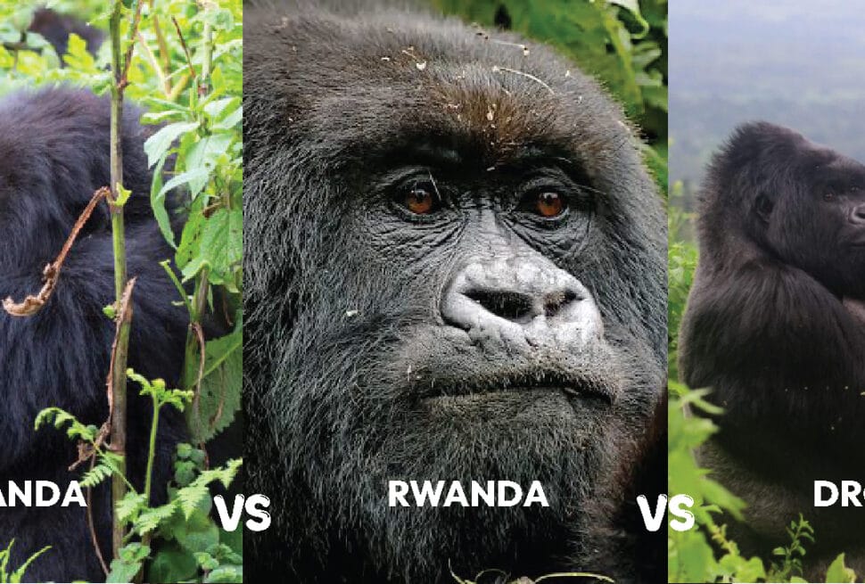 East Africa gorilla trekking safari experiences by Afraeka Adventures
